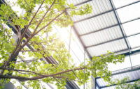 tree inside glass building